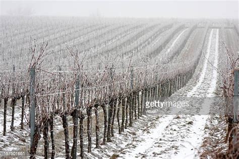 ice vines